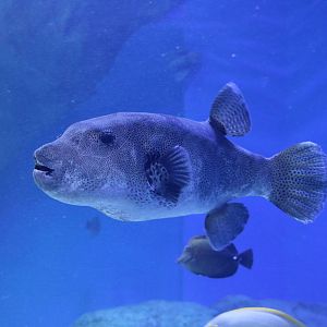 Enormous starry pufferfish - EPSON Aqua Park, February 2016