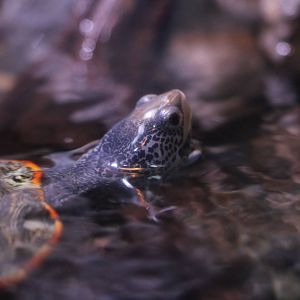 Northern diamondback terrapin - EPSON Aqua Park, February 2016