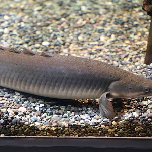 Grey bichir - EPSON Aqua Park, February 2016