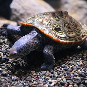 Northern diamondback terrapin - EPSON Aqua Park, February 2016