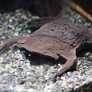 Surinam toad post-partum - EPSON Aqua Park, February 2016