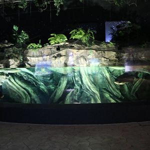 Amazon tank - EPSON Aqua Park, February 2016