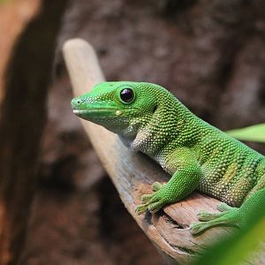 Madagascar day gecko - EPSON Aqua Park, February 2016