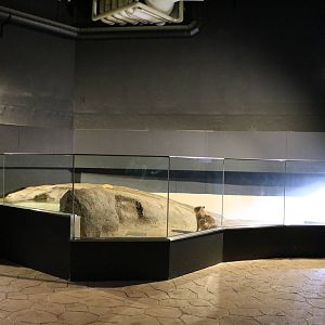 Capybara viewing area - EPSON Aqua Park, February 2016