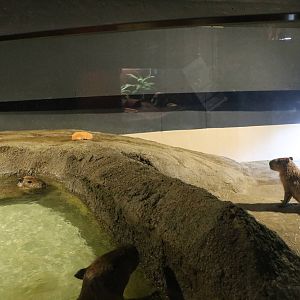 Part of the capybara enclosure - EPSON Aqua Park, February 2016
