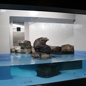 South American fur seal enclosure - EPSON Aqua Park, February 2016