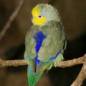Yellow-faced Parrotlet (Forpus xanthops) 06.09.2007