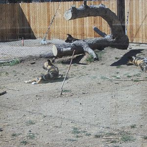 The African Wild Dogs Mid Exhibit