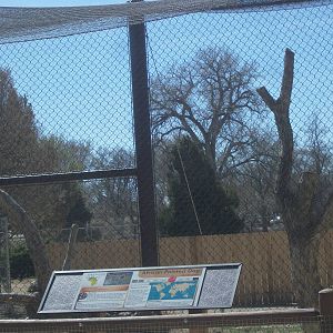 Left Africn Wild Dogs