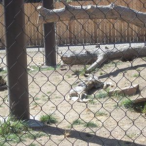 Right African Wild Dogs