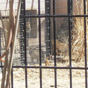 Baby Male African Lion! Pueblo Zoo 3/16/16