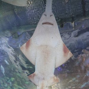 Green sawfish - EPSON Aqua Park, February 2016