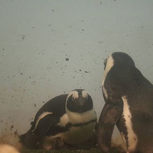 Penguins with chick - EPSON Aqua Park, February 2016