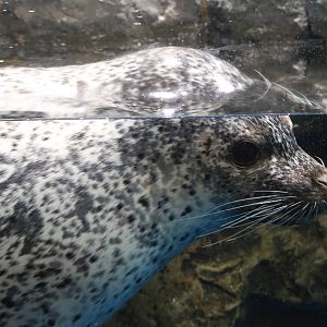 Spotted seal - EPSON Aqua Park, February 2016