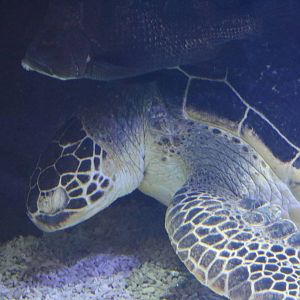 Green turtle - EPSON Aqua Park, February 2016