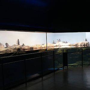 Penguin enclosure - EPSON Aqua Park, February 2016