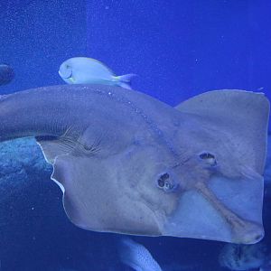 Guitarfish - EPSON Aqua Park, February 2016