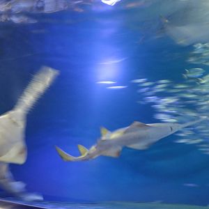 Sawfish together! - EPSON Aqua Park, February 2016