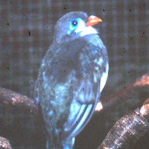 Reinwardt's trogon
