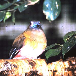 Diard's trogon