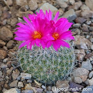 beehive cactus