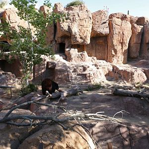 black bear exhibit
