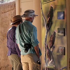 vulture exhibit