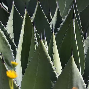 Huachuca agave