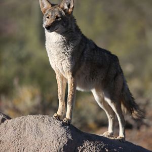 majestic coyote
