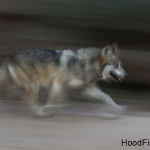 mexican wolf on the move