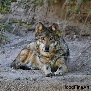 mexican wolf