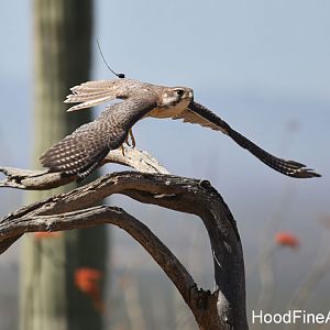 raptor free flight
