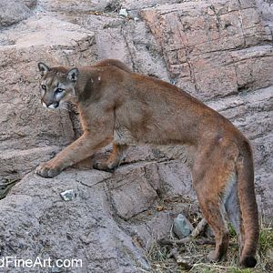puma on the prowl