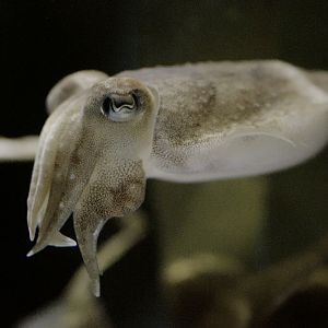 Juvenile common cuttlefish