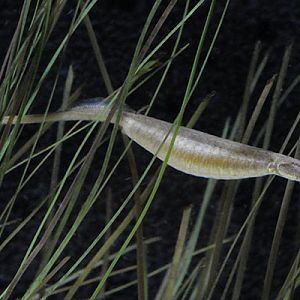 Gravid broad-nosed pipefish