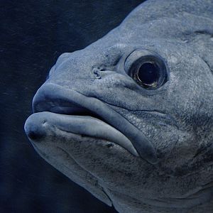 Wreckfish 'Cornelia'