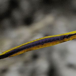 Blue-striped pipefish