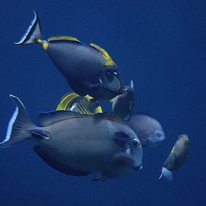 Spot the cleaner wrasse