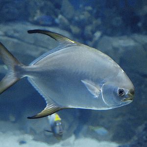 Snubnose pompano