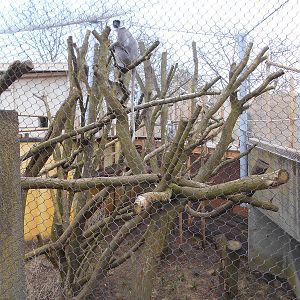 Part of Langur enclosure - Land of the Lions