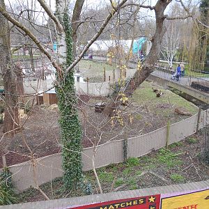 Reeve's Muntjac enclosure - Land of the Lions