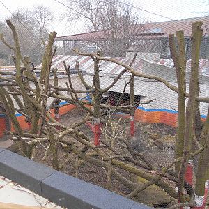 Part of Langur enclosure - Land of the Lions