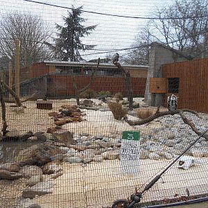 Vulture aviary - Land of the Lions