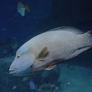 Napoleon wrasse