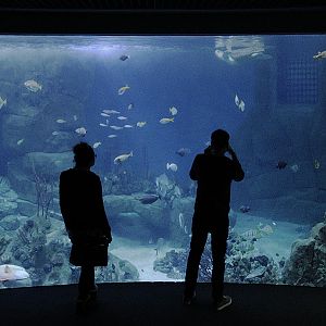 Great Barier Reef tank