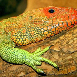 Caiman lizard; London Zoo; 18th March 2016