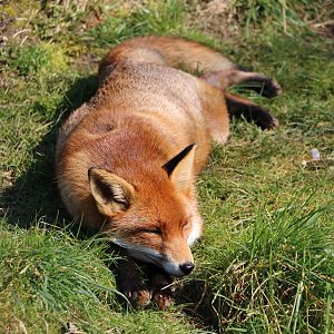 Red fox, March 2016