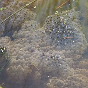 Frogspawn, March 2016
