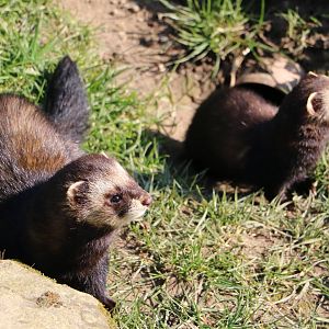 Polecats, March 2016