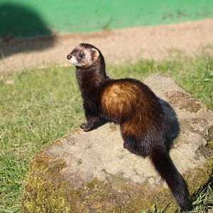 Polecat, March 2016